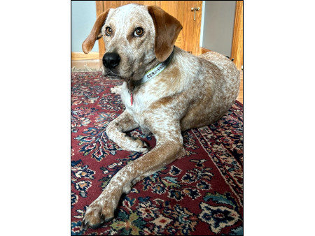 Beau