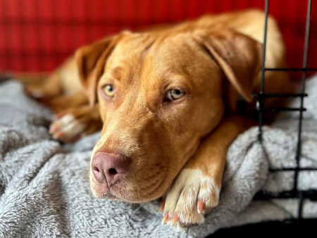 Belle