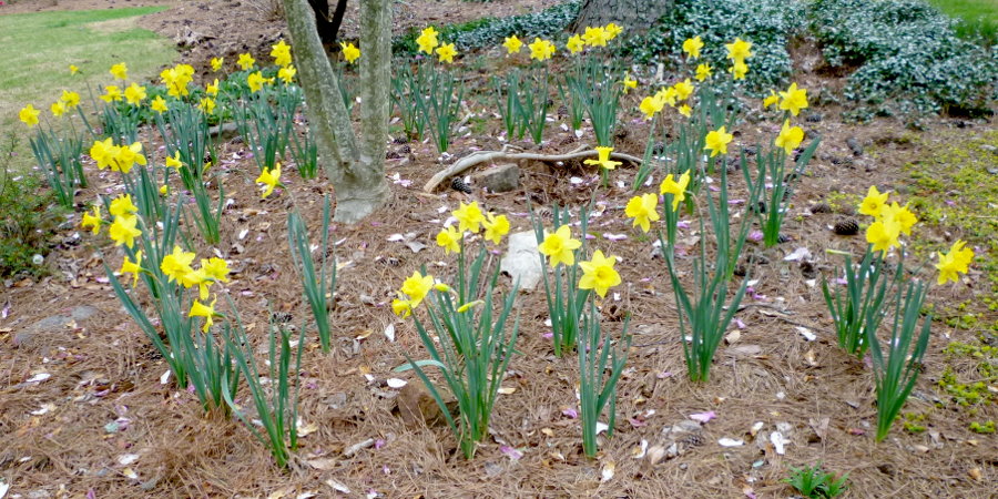 Jacks daffodils